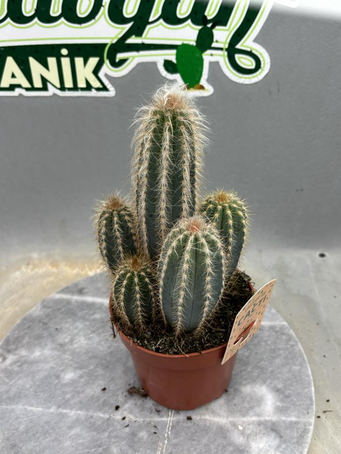 Sütun Kaktüs 12cm saksıda