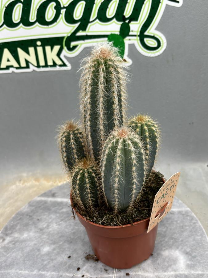 Sütun Kaktüs 12cm saksıda