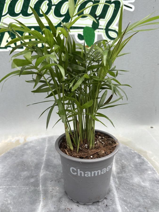 Dağ Palmiyesi Chamadora
