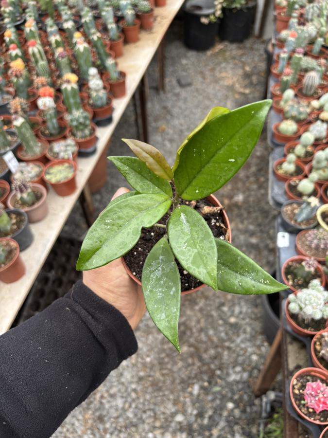 Mis Kokulu Hoya Mum Çiçeği 10,5cm saksı