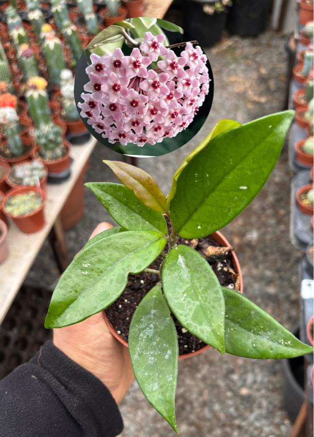 Mis Kokulu Hoya Mum Çiçeği 10,5cm saksı