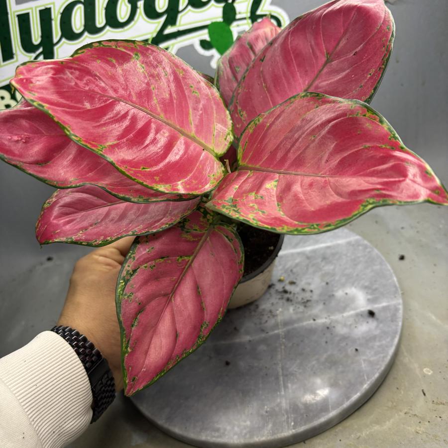 💗 Aglonema Pink Star – Pembenin En Gösterişli Hali! 13cm saksı