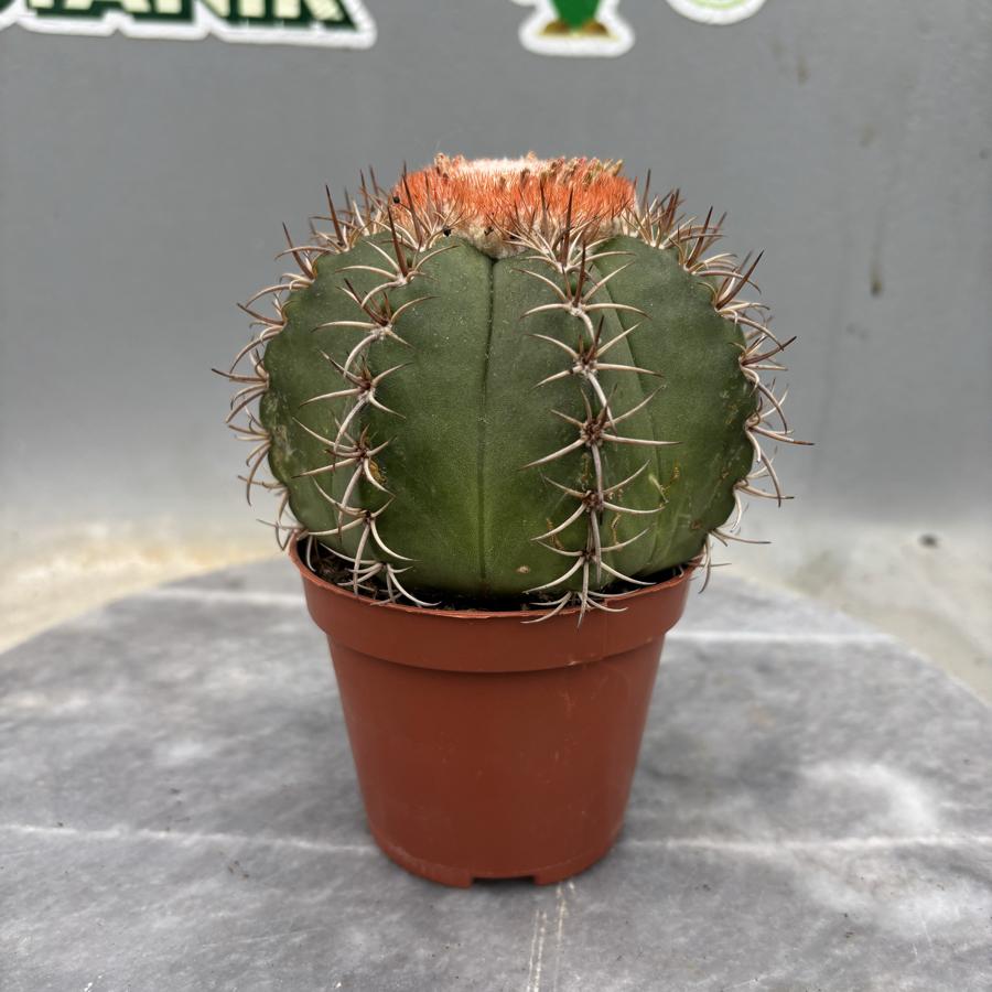 🌵 Melocactus Matanzanus