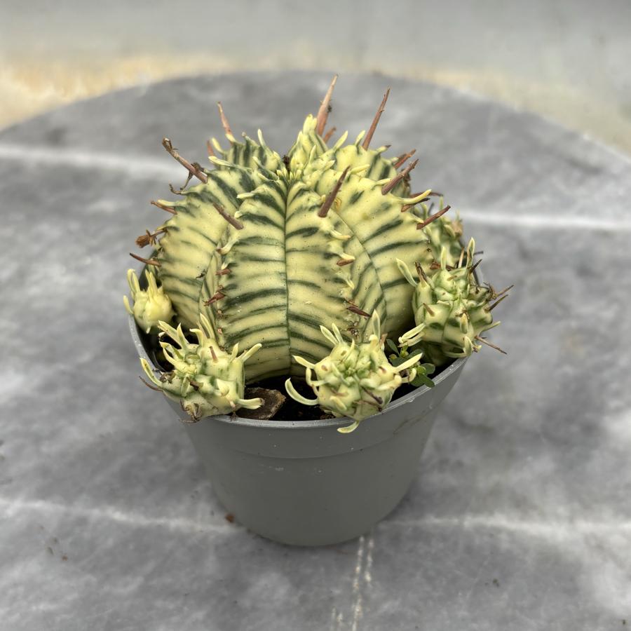 🔥 Euphorbia Meloformis Variegated