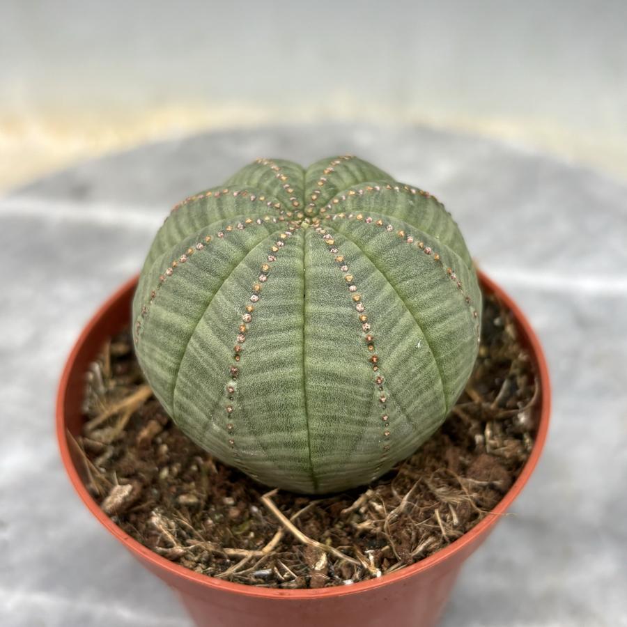 🌿 Euphorbia Obesa