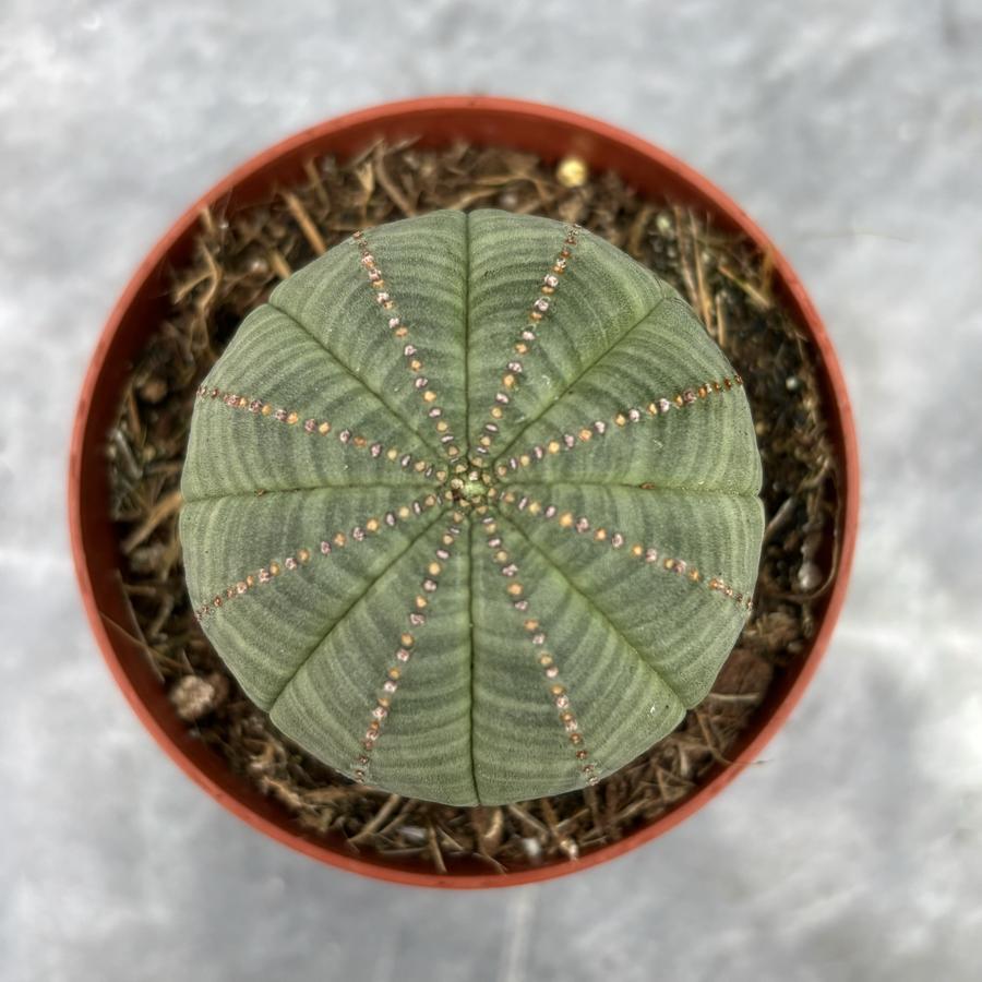 🌿 Euphorbia Obesa