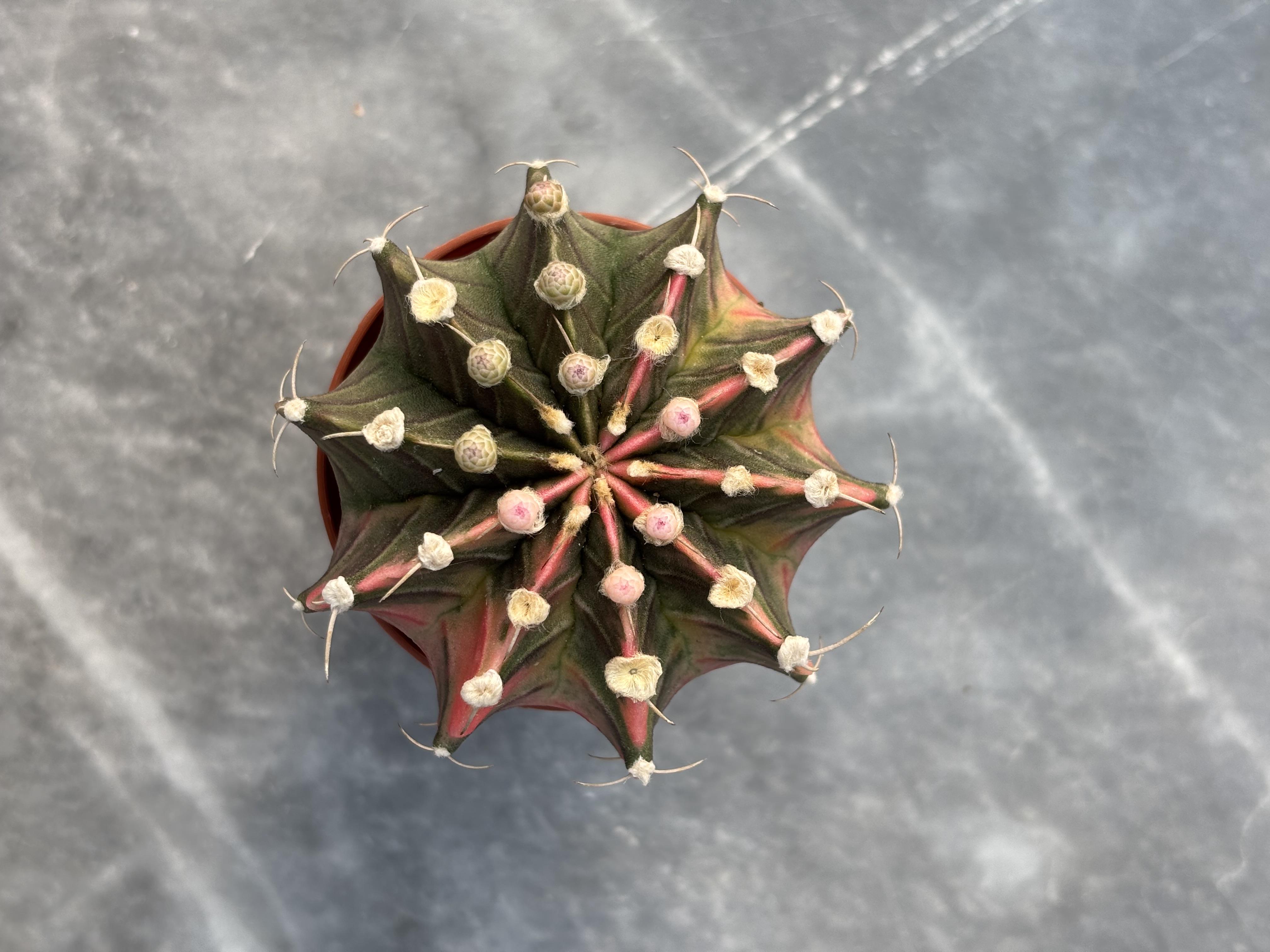 Gymnocalycium Variegata No:1