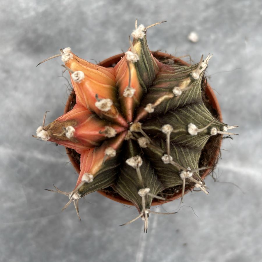 Gymnocalycium Variegata No:3