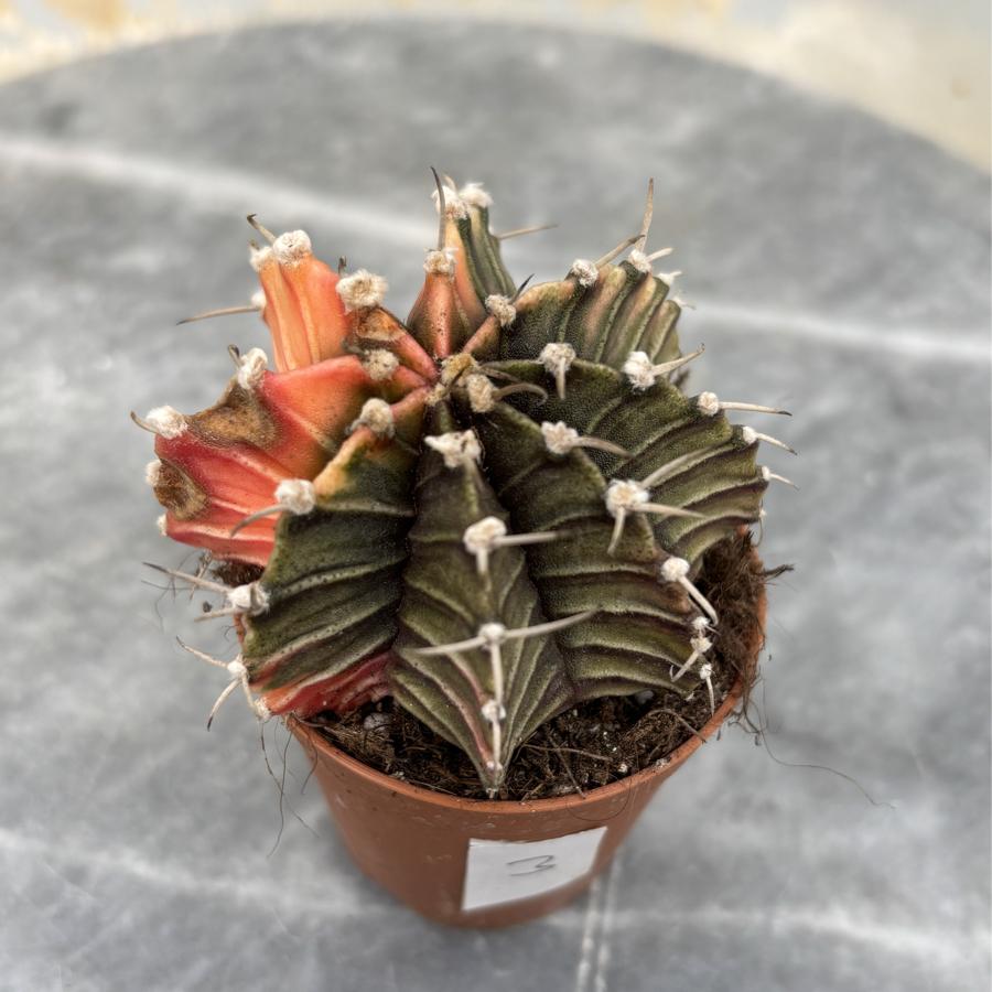 Gymnocalycium Variegata No:3