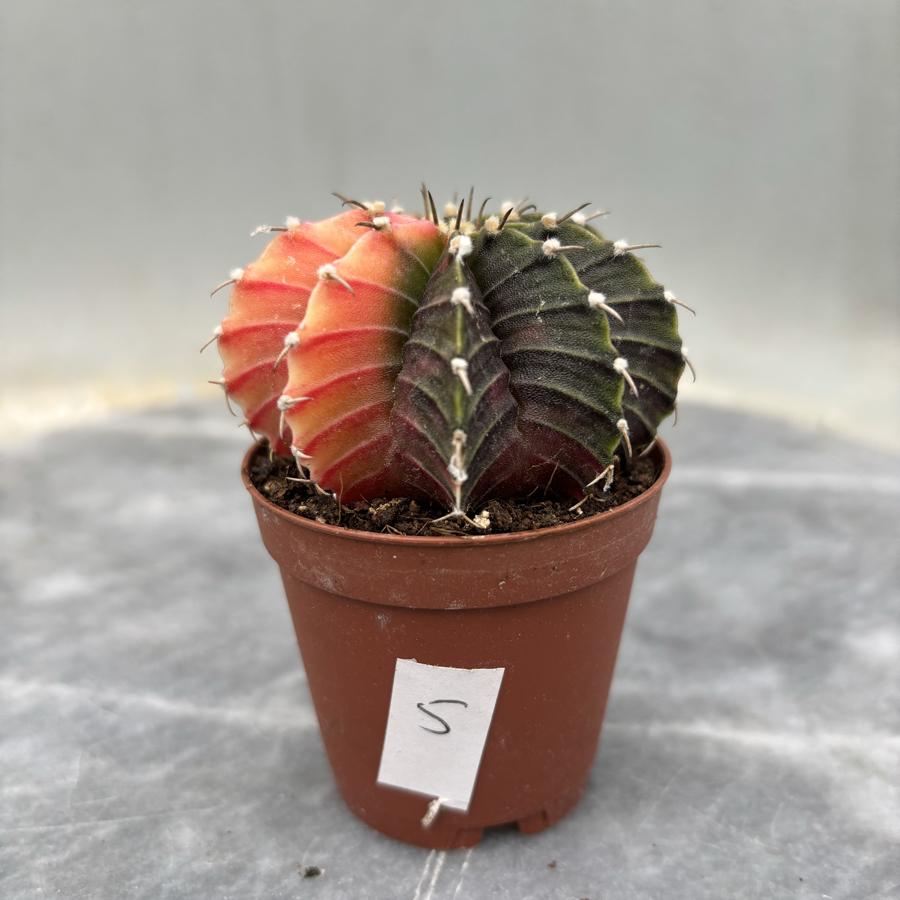 Gymnocalycium Variegata No:5