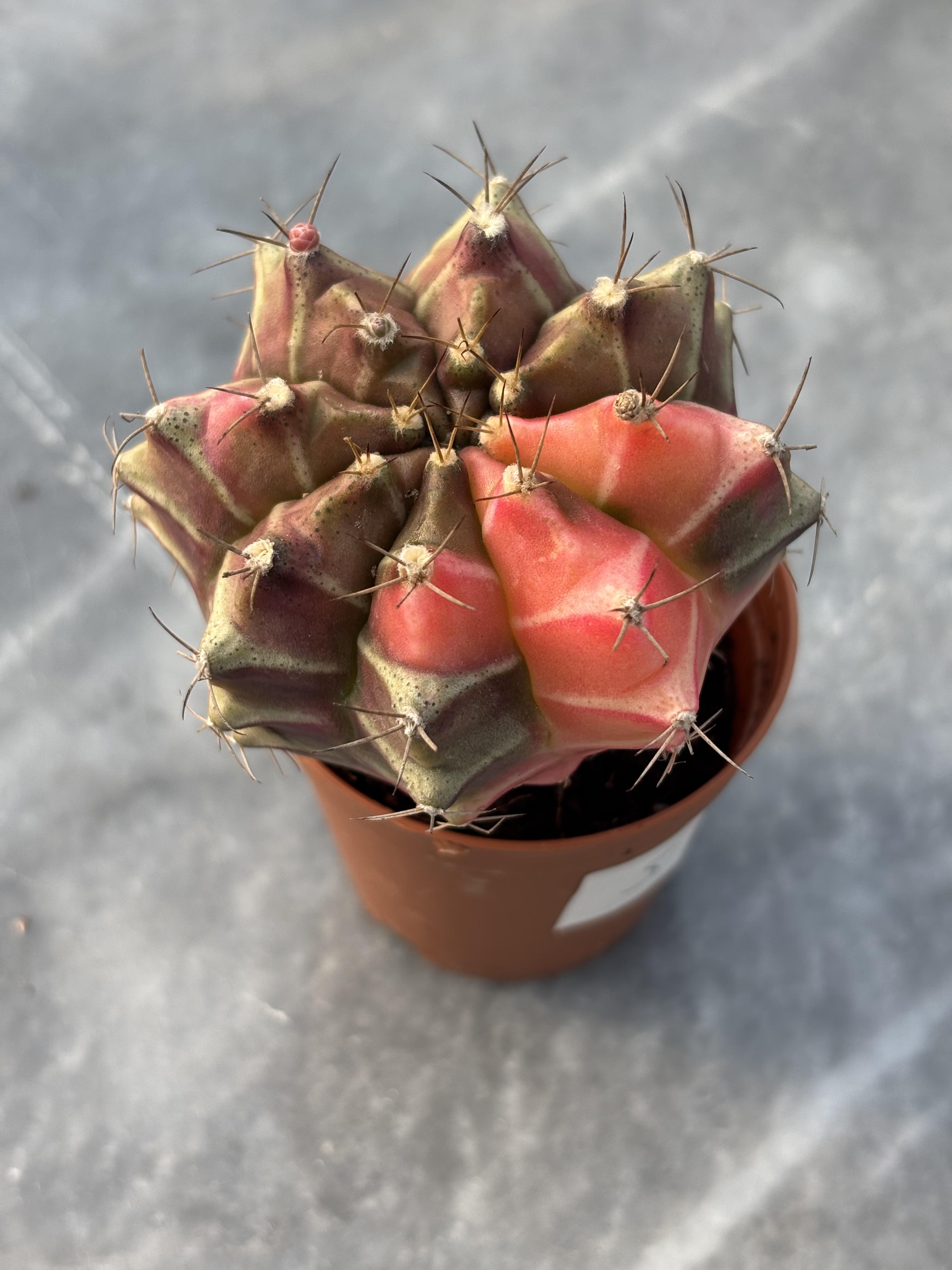 Gymnocalycium Variegata No:5