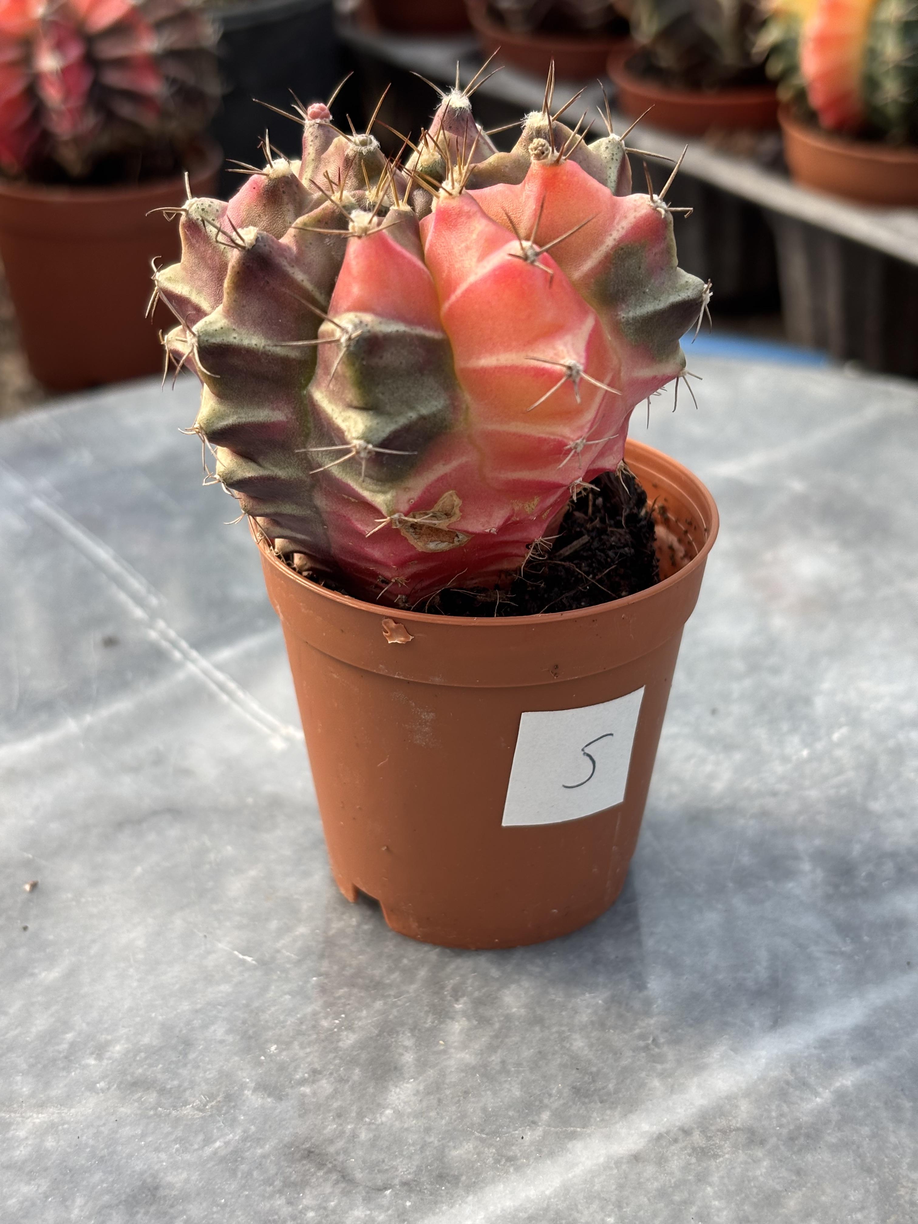 Gymnocalycium Variegata No:5