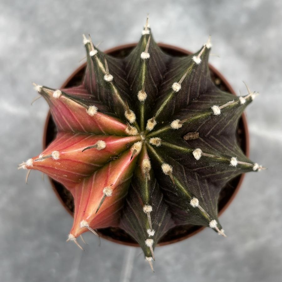 Gymnocalycium Variegata No:5