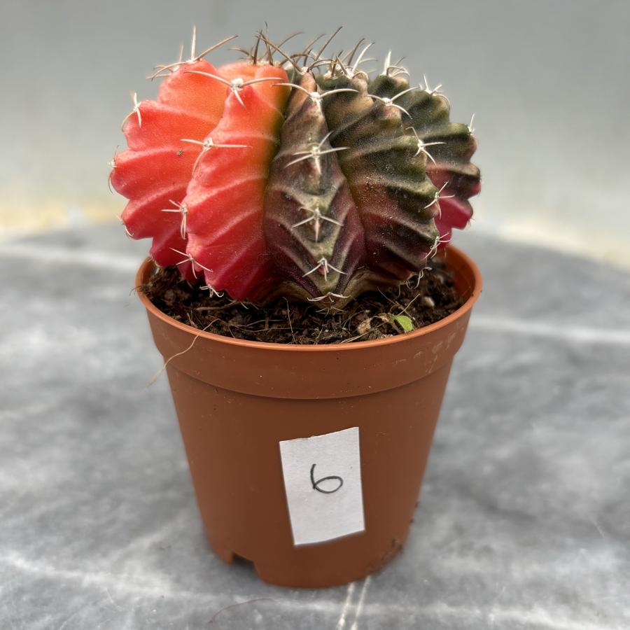 Gymnocalycium Variegata No:6