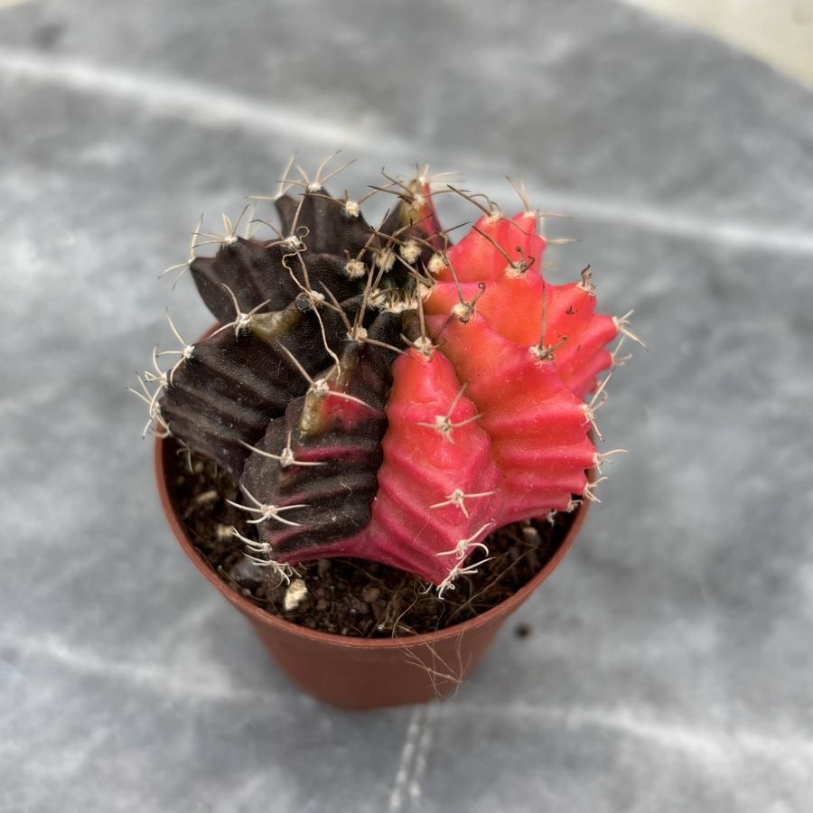 Gymnocalycium Variegata No:8