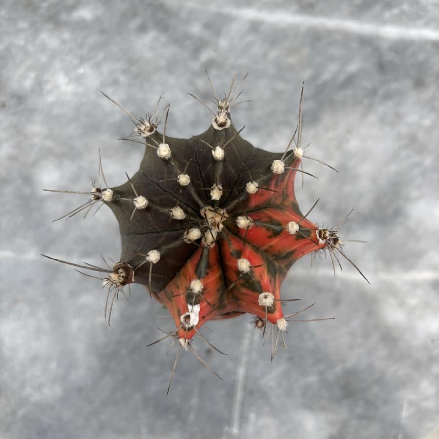 Gymnocalycium Variegata No:9