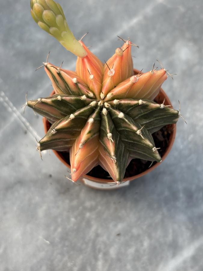 Gymnocalycium Variegata No:10