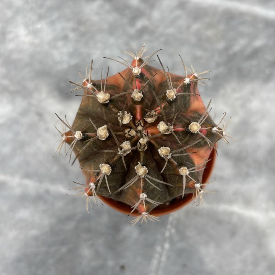 Gymnocalycium Variegata No:13
