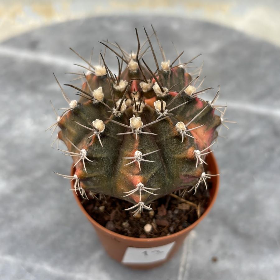 Gymnocalycium Variegata No:13