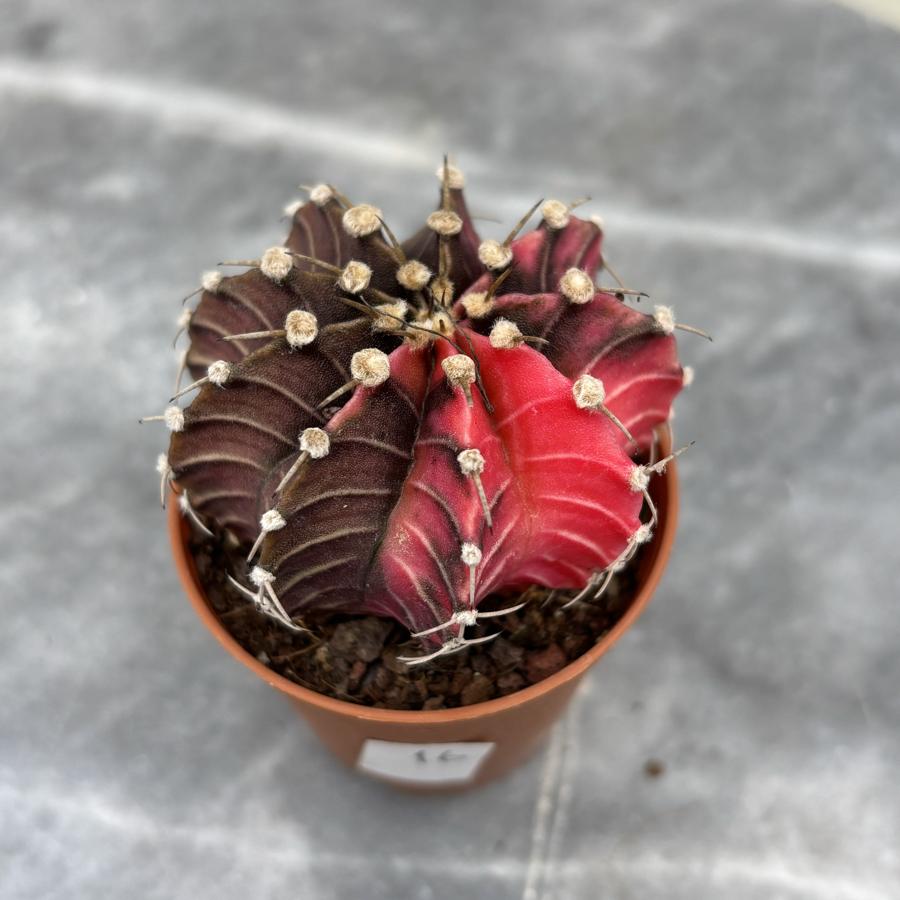 Gymnocalycium Variegata No:16