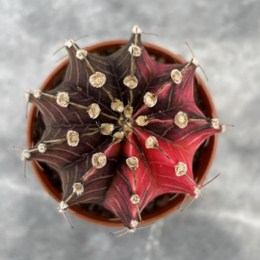 Gymnocalycium Variegata No:16