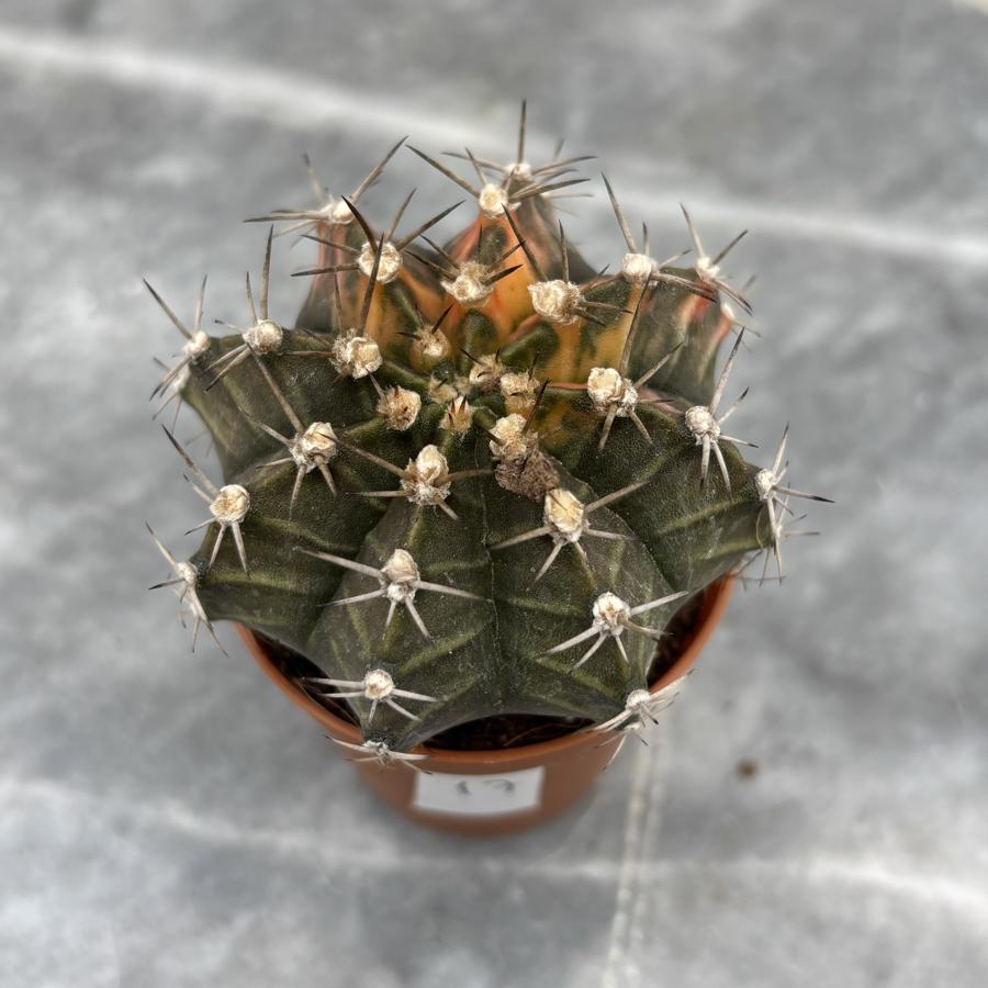 Gymnocalycium Variegata No:17