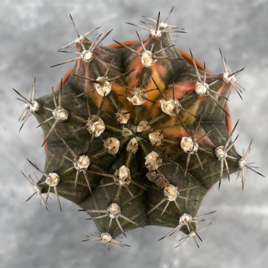 Gymnocalycium Variegata No:17