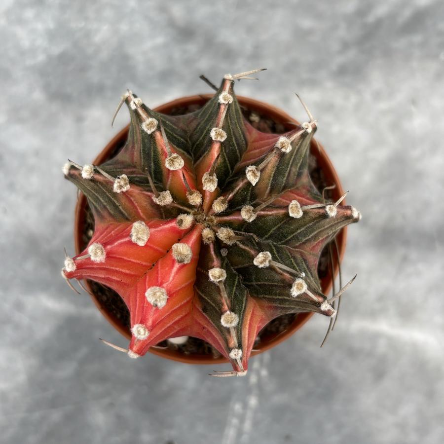 Gymnocalycium Variegata No:18