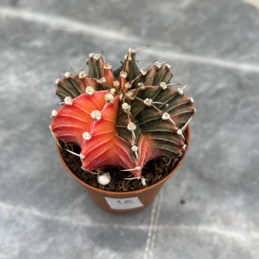 Gymnocalycium Variegata No:18