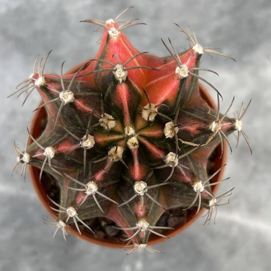 Gymnocalycium Variegata No:20