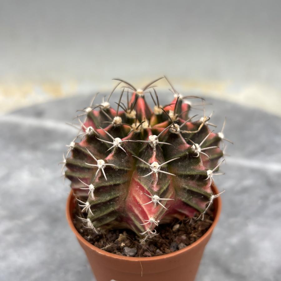 Gymnocalycium Variegata No:20