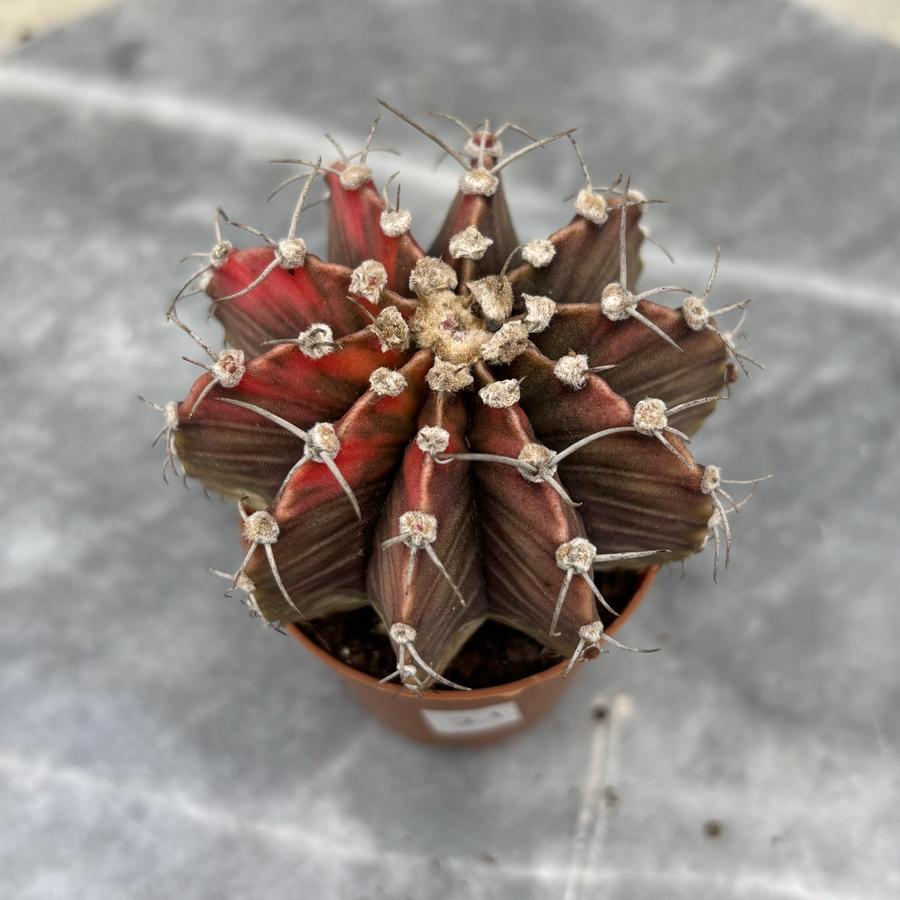 Gymnocalycium Variegata No:21