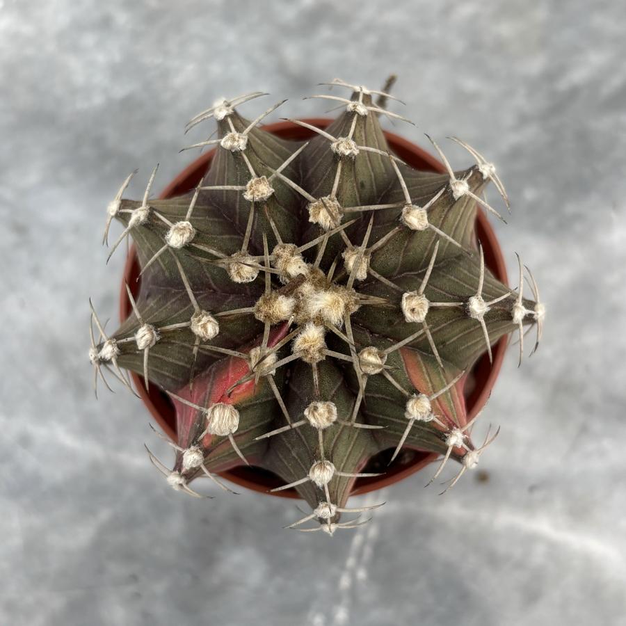 Gymnocalycium Variegata No:22