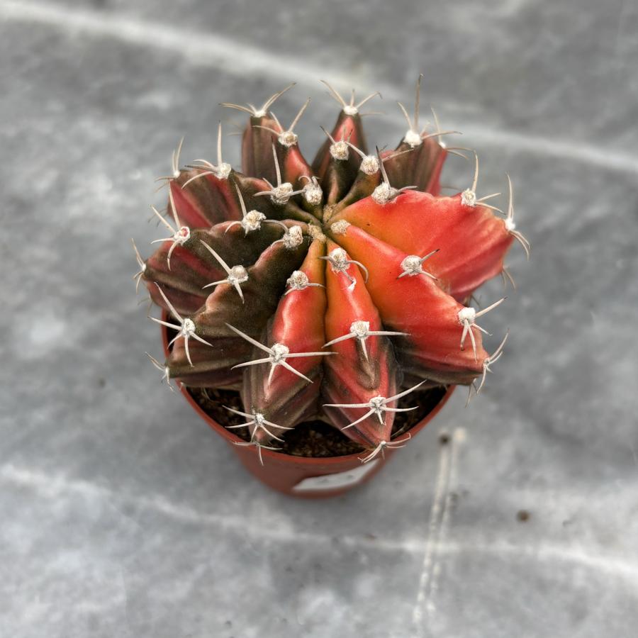 Gymnocalycium Variegata No:23