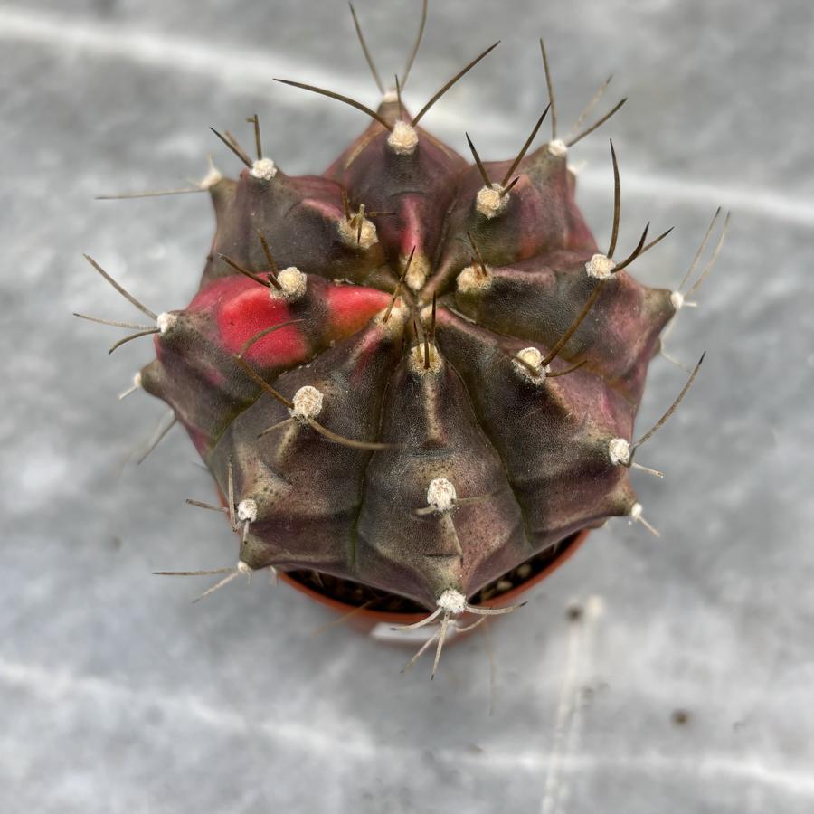 Gymnocalycium Variegata No:25
