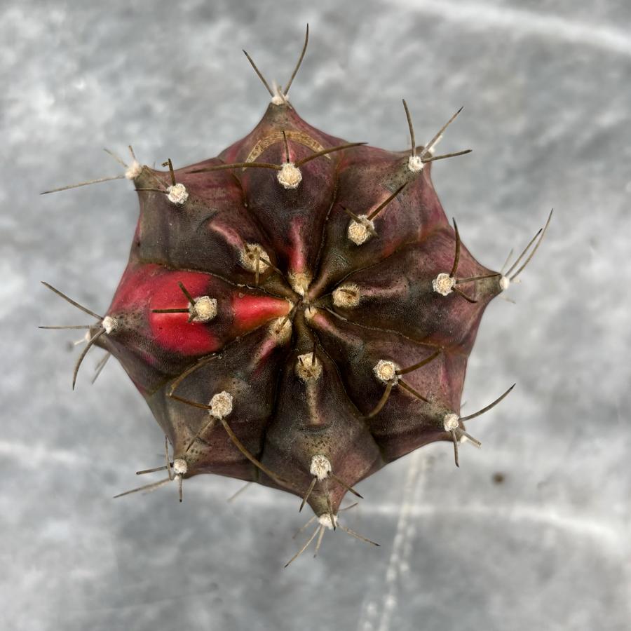 Gymnocalycium Variegata No:25