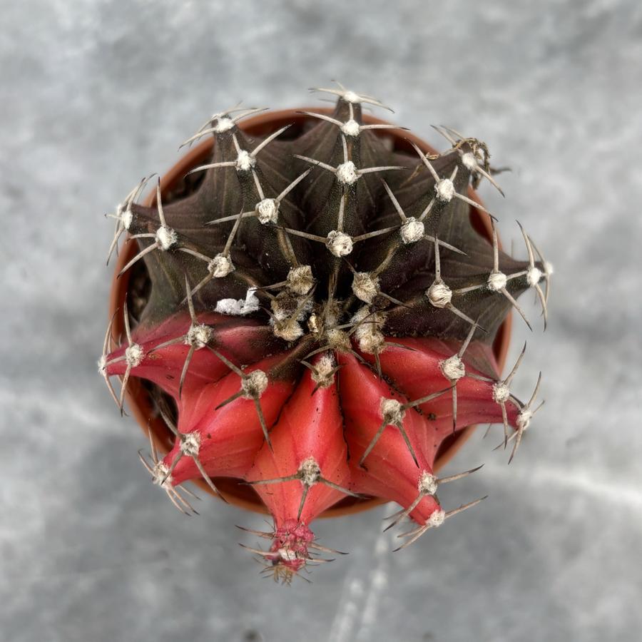 Gymnocalycium Variegata No:26