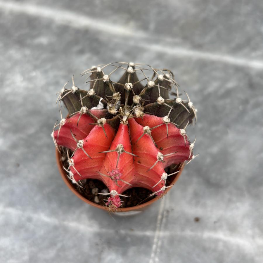 Gymnocalycium Variegata No:26