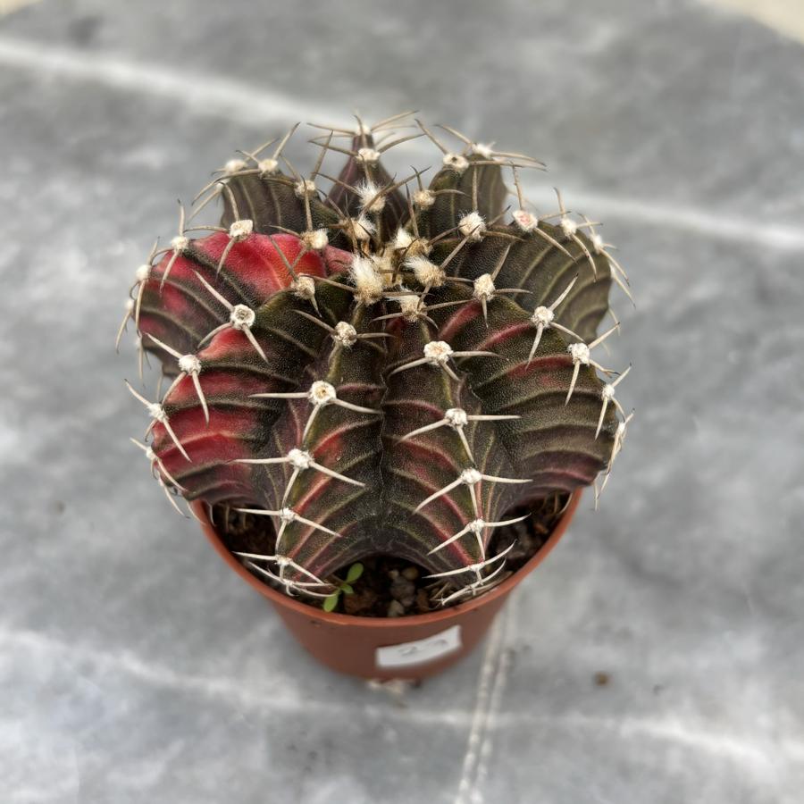 Gymnocalycium Variegata No:27