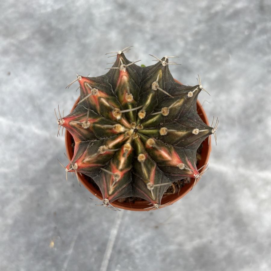 Gymnocalycium Variegata No:28
