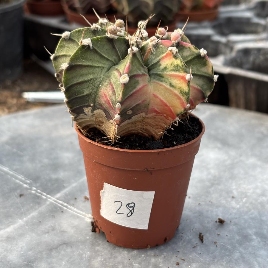 Gymnocalycium Variegata No:28