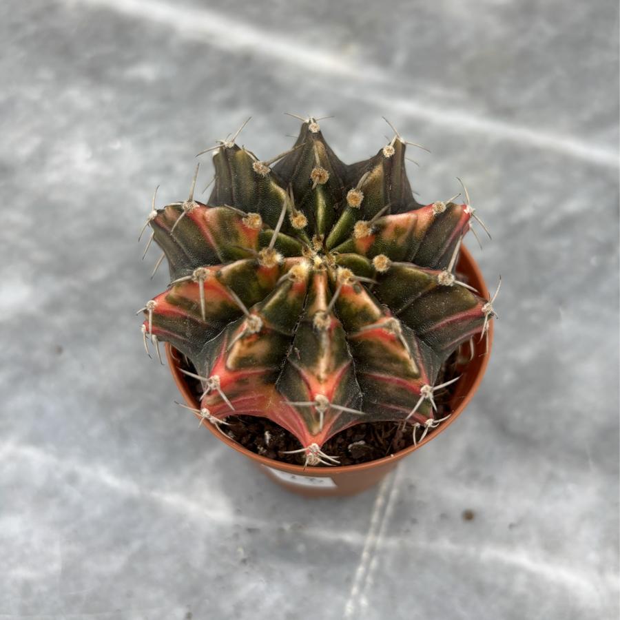 Gymnocalycium Variegata No:28