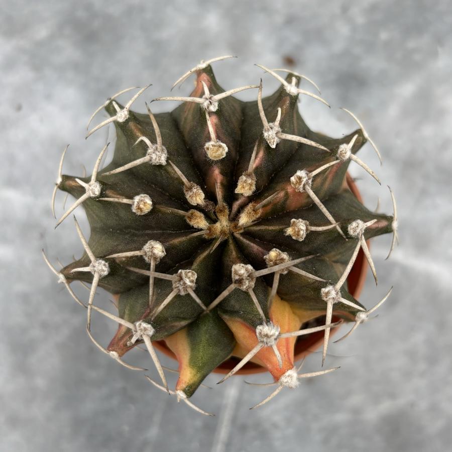 Gymnocalycium Variegata No:30