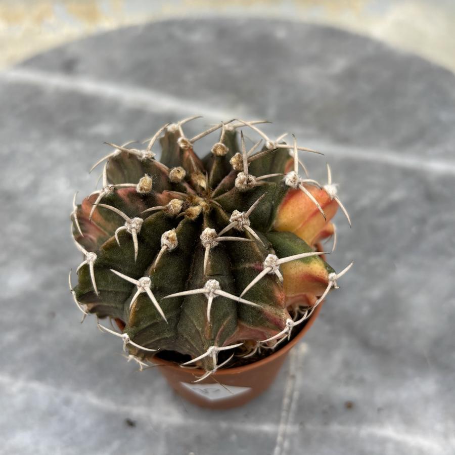 Gymnocalycium Variegata No:30