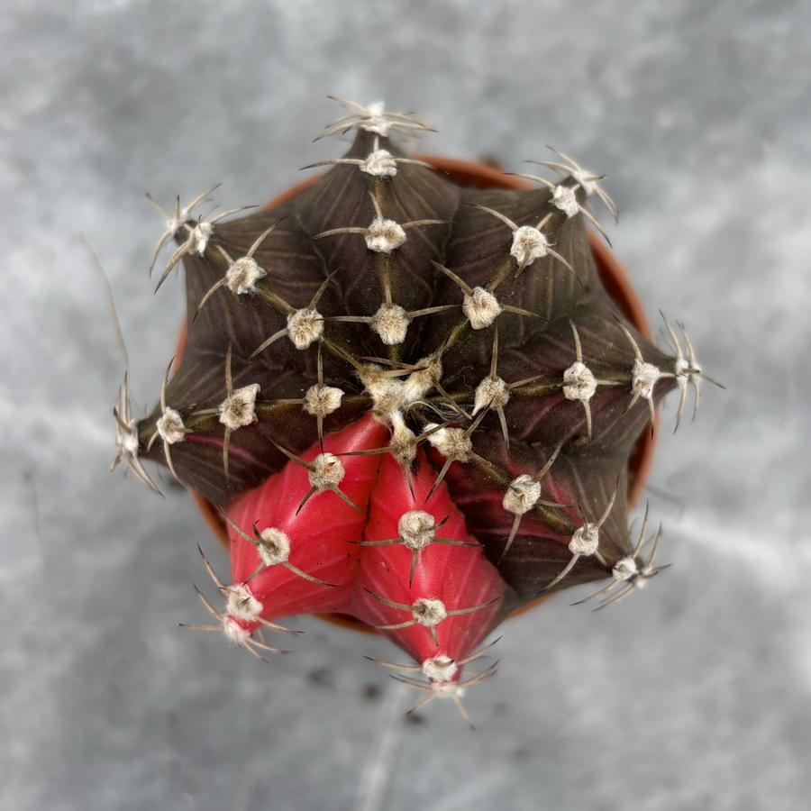 Gymnocalycium Variegata No:31