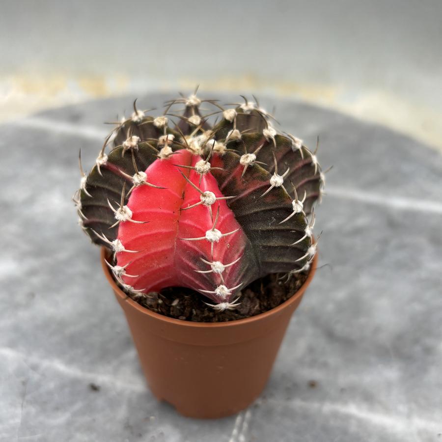 Gymnocalycium Variegata No:31