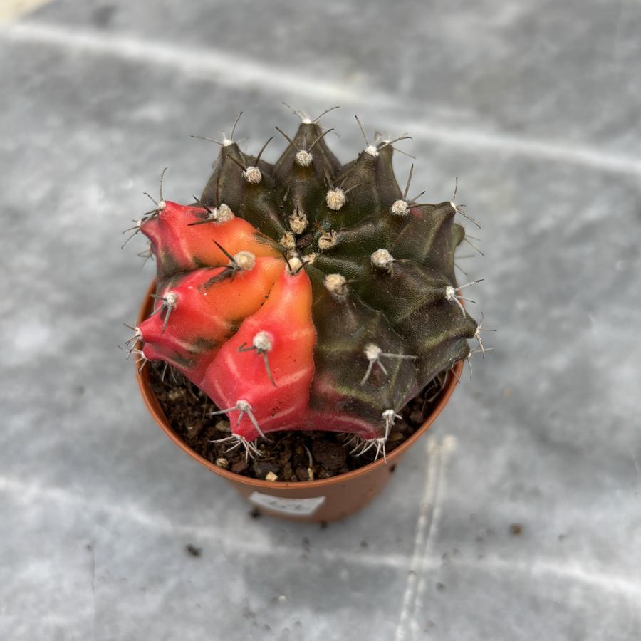 Gymnocalycium Variegata No:32