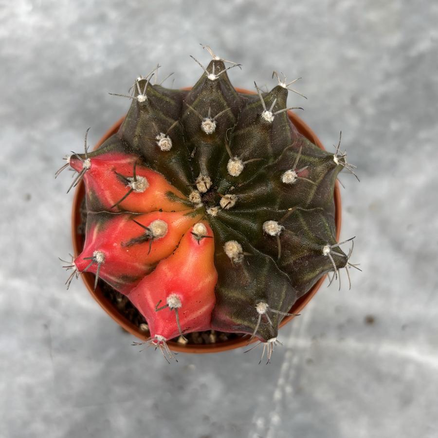 Gymnocalycium Variegata No:32