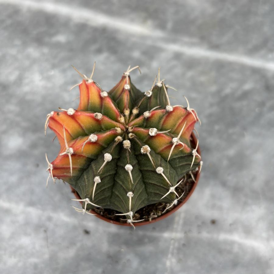 Gymnocalycium Variegata No:33