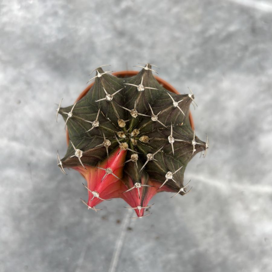 Gymnocalycium Variegata No:34